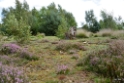 2017-09-13 Het Goor-Leenderheide